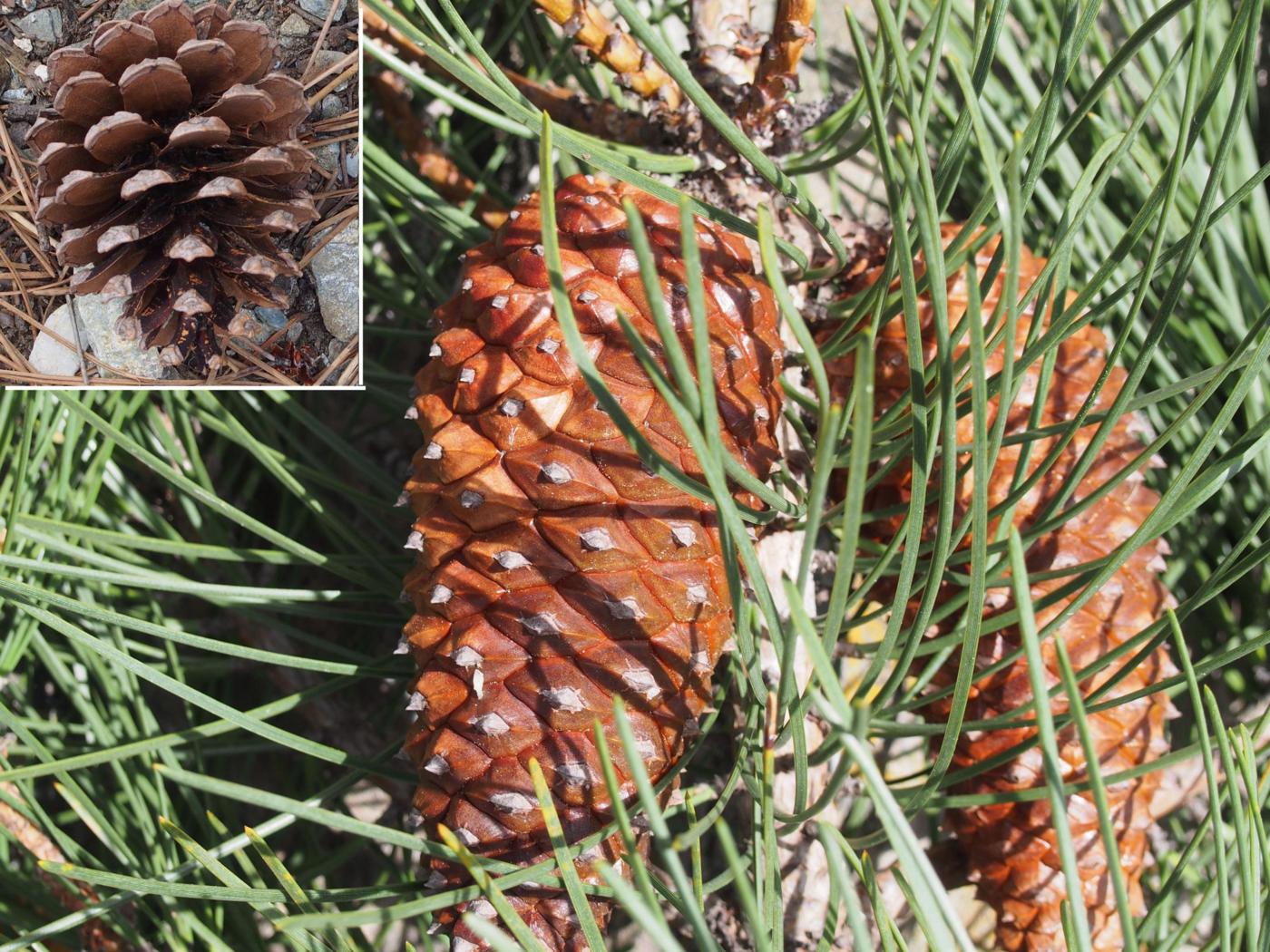 Pine, Maritime fruit